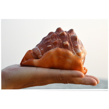 大海螺壳家里的装饰品四大名螺贝壳客 11-13厘米加底座【图片 价格