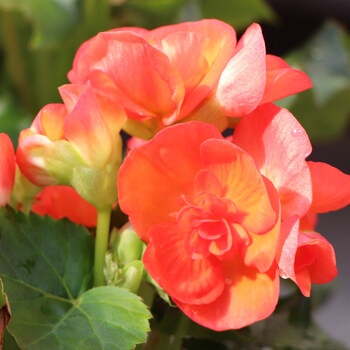 中梦海棠花盆栽丽格海棠四季开花室内玫瑰海棠重瓣花卉带花苞植物 丽