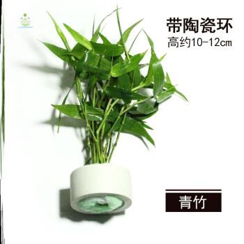 魚缸水草植物活淨水魚池水生植物家養龜缸綠植水裡養的無土水培3青竹