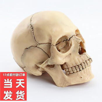 人体模型艺用价格报价行情- 京东