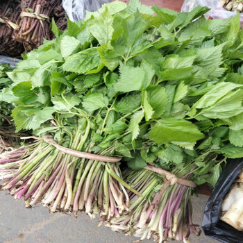 贝娇芬 顺丰东北大叶芹新鲜现挖大叶芹野生山野菜大叶芹 1500g