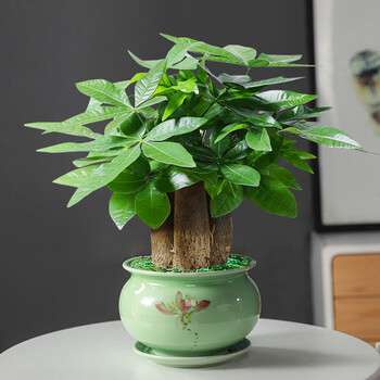 发财树盆栽植物室内庭院绿植客厅好养活办公室桌面摇钱树盆景三杆发财