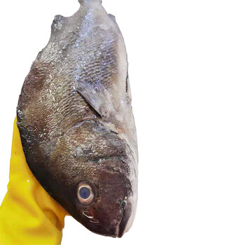 厚今海鲜冰鲜海底鸡清蒸红烧新鲜到家坏单包赔1500克条