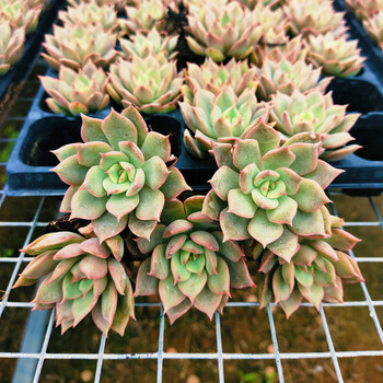 盆栽组合室内阳台美观趣味肉肉唐印黄桃新手新款肉肉套装 艾丽卡10颗