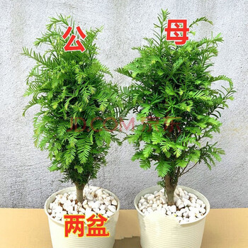 杉树盆栽型号规格- 京东