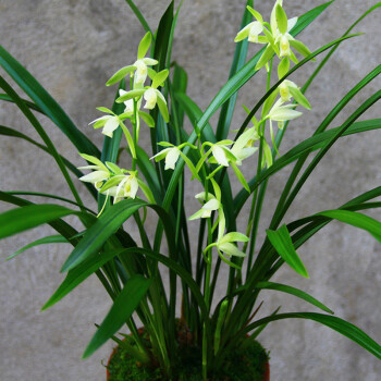 蘭花苗濃香型【富山奇蝶】綠植建蘭好養辦公室陽臺客廳花卉蘭草 觀音