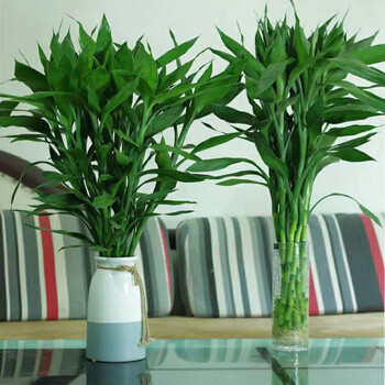 大叶粗根富贵竹水竹水培植物盆栽绿植花卉室内客厅水养带根观音竹