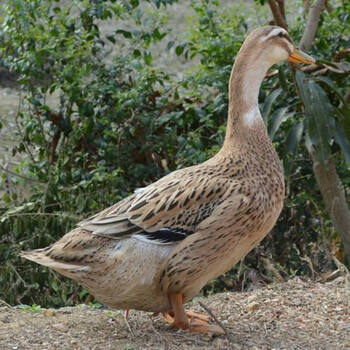 正宗老鸭农村土鸭麻鸭水鸭白条鸭新鲜鸭子鸭肉整只现杀一只2年正宗