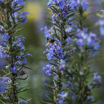 海蒂的花园迷迭香香草植物食用西餐调料庭院阳台趣味香料花卉盆栽