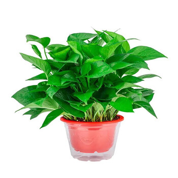 中梦绿萝盆栽吸水盆花卉水培盆栽办公桌绿植盆栽z6精品180红盆1盆储水