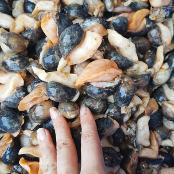 老婆脚海蜗牛鲍螺肉无冰无沙鲍鱼螺无粘液半熟发货斓维品鲜活速冻35个