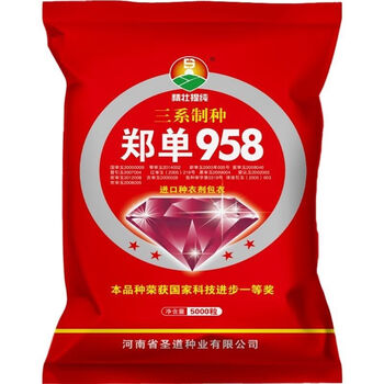 细辛高产大棒玉米种郑单958新种籽长粒农科院培育矮杆抗倒伏玉米国审