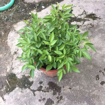 络咚棠 阳台庭院盆栽抹草苗仙草苗潮汕红花仙草喜事绿植家居吉祥植物绿植抖音网红sn0428 3年大苗原盆原土发货1颗 图片价格品牌报价 京东