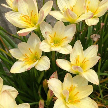络咚棠轻奢年开花重瓣风雨兰种球室内外寒花卉植物葱兰韭菜莲苗好养易活抖音sn3242 01 冰激凌01 冰激凌 12棵装 划算 图片价格品牌报价 京东
