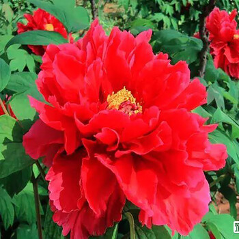 洛阳带花苞芍药花种鲜花重瓣花卉牡丹花树苗中国红1316分叉老苗不含盆