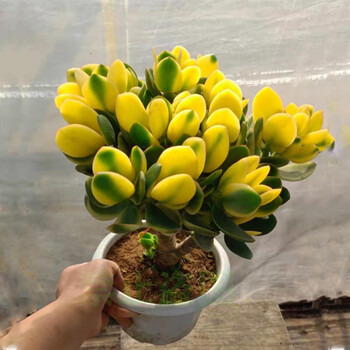 新花月锦老桩落日之雁多肉植物肉肉植物群生新华月锦多肉植物新华月锦9至13头不含盆 图片价格品牌报价 京东