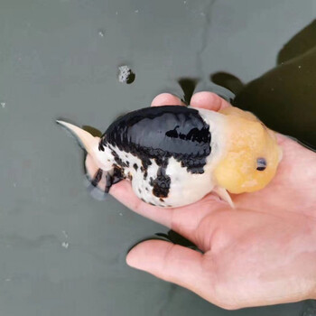 兰寿五花观赏鱼宠物风水易养活福寿金鱼福寿安康 10-11cm玉兔兰寿1条