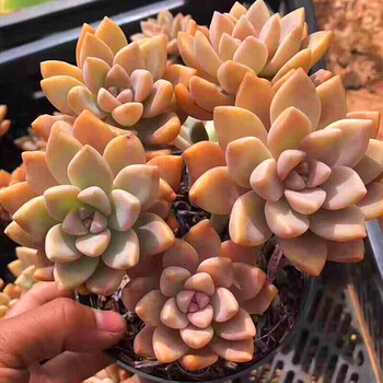 芊阙火祭多肉多肉玫瑰火祭多肉植物老桩含盆红色群生套餐浅灰色27淡雪老桩不含盆 图片价格品牌报价 京东