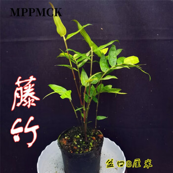 MPPMCK内门竹红观音竹红寒竹鸿运竹室内庭院绿植小盆栽水培好养植物盆景 深灰色 藤竹5杆 含盆【图片 价格 品牌 报价】-京东