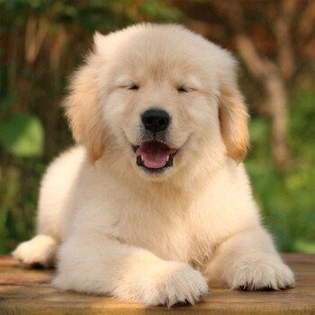 180天保障大骨架金毛幼犬活体宠物狗大头金毛狗狗大型犬金毛幼崽寻回