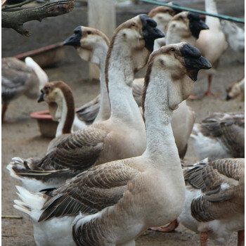 鹅苗正宗纯种狮头鹅苗特大种狮头鹅马岗鹅雁鹅草鹅灰鹅活苗