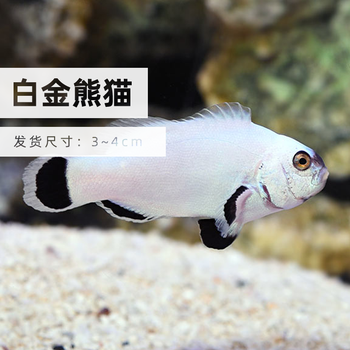 共生鱼人工公子小丑家养办公室酒店观赏鱼包活岚黛白金熊猫小丑34cm