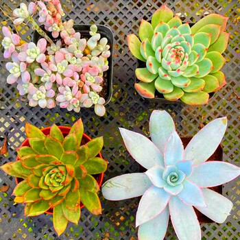 轩林美多肉植物肉肉盆栽组合套装老桩办公室内耐干旱懒人绿植花卉实拍劳尔 广寒宫 口红冬云 水蜜桃老桩 图片价格品牌报价 京东