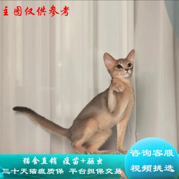 阿比西尼亚猫价格报价行情- 京东