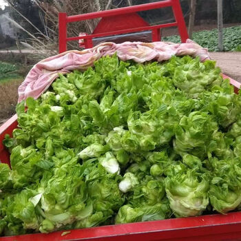 新鲜儿菜精品儿菜蔬菜嫩儿抱子芥娃娃菜胖儿菜河南农家现摘腌泡菜子母