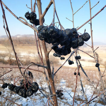 黑果花楸果 200克黑果花楸果干 足干 野樱莓 不老莓 花青素 200克(1瓶