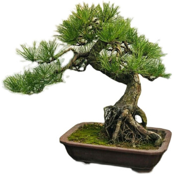 泰山迎客松：自然的奇迹与文化的象征