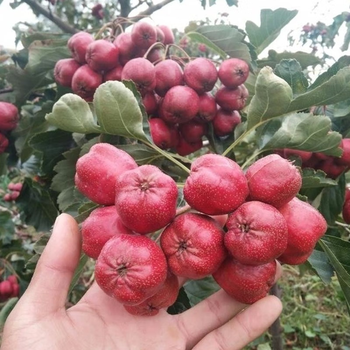 大五棱山楂苗巨型山楂树苗嫁接果苗盆栽地栽当年结果南方北方种植 8年