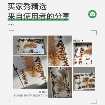 绿叶蟑螂粘板灭蟑杀蛮蠊粘蟑螂纸20片送引诱剂20袋GL2118-1