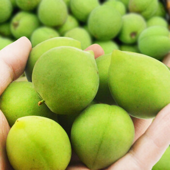 顺丰速运 蔬果哆 福建特产 诏安青梅 泡酒酸梅子 21年新货 现摘发货