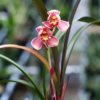 clcey建兰红草红荷系列兰花四季浓香翁源名贵原盆室内植物盆栽品种大