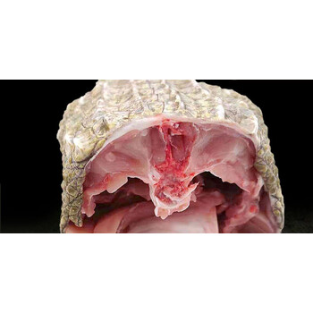 桃李旺生鲜肉食3斤鳄鱼肉新鲜整条鲜活现杀鳄鱼肚鳄鱼身段