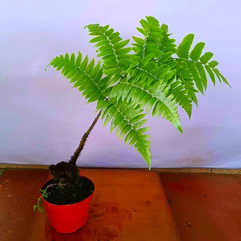 紫琪蕨狼尾蕨盆栽兔脚蕨吸甲醛绿植办公室室内花卉植物桌面耐寒耐荫四季蕨类植物1盆水罗蕨1枝干 高50公分左右 也叫紫琪蕨植物 图片价格品牌报价 京东 紫琪蕨狼尾蕨盆栽兔脚蕨吸甲醛绿植办公室室内花卉植物桌面耐寒耐荫四季蕨类植物1盆水罗蕨1枝干 高50公分左右 也叫紫琪蕨植物 图片价格品牌报价 京东