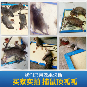 绿叶绿力士粘鼠板老鼠粘板 捕鼠器强力胶粘老鼠贴 25片装 GL02201