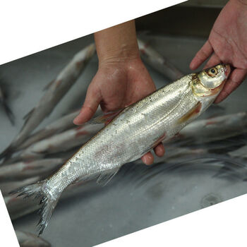 苏州三白特产 白鱼活鱼现杀开背白丝鱼 清蒸白鱼翘嘴大白刁 750克左右