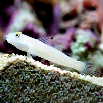 海水鱼虾虎活体活物钻石哨兵黄金虾虎金头白虾虎四驱车贝拉金剪刀虾虎