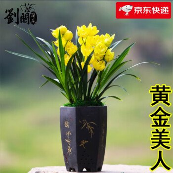 兰花流体相关- 京东