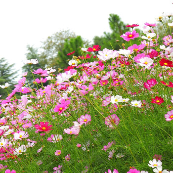 波斯菊花种子矮杆格桑花种籽混色种孑多季开花盆栽庭院易种活花籽