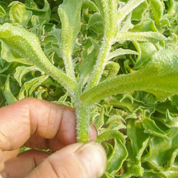 春季秋季播菜種陽臺農家盆栽蔬菜籽菜園基地種植菜籽孑 冰菜種子200粒