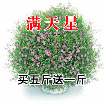 香葶苑花卉种子花籽四季种易活波斯菊花草百日草野花组合开花室外鲜花盆栽种植庭院室内四季花多年生花种满天星种子1斤 图片价格品牌报价 京东