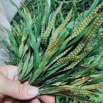 天然肾精草长白山东北野生肾精草男女养生泡水化石草五宝草新货化石草