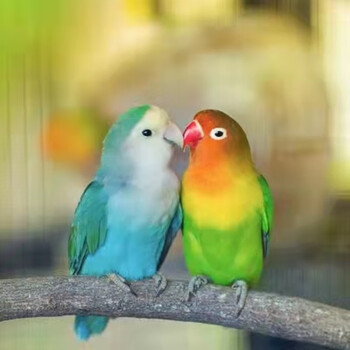 牡丹鹦鹉活体爱情鸟绿牡丹鹦鹉活物说话鸟鹦鹉鸟彩色鸟活体黄桃绿桃