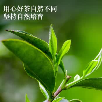 福东顺乌龙茶 大红袍 武夷岩茶特级茶叶 自己喝 礼罐装500g茶叶送礼
