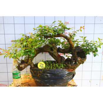 真柏盆景| ANYONE IS PLANTER