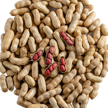 新货红皮花生四粒红花生米批发炒熟原味带壳生花生下酒菜可做种子生