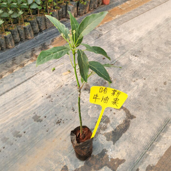 牛油果苗 鱷梨哈斯盆栽地栽種植牛油果樹苗可盆栽地栽庭院種植 原生